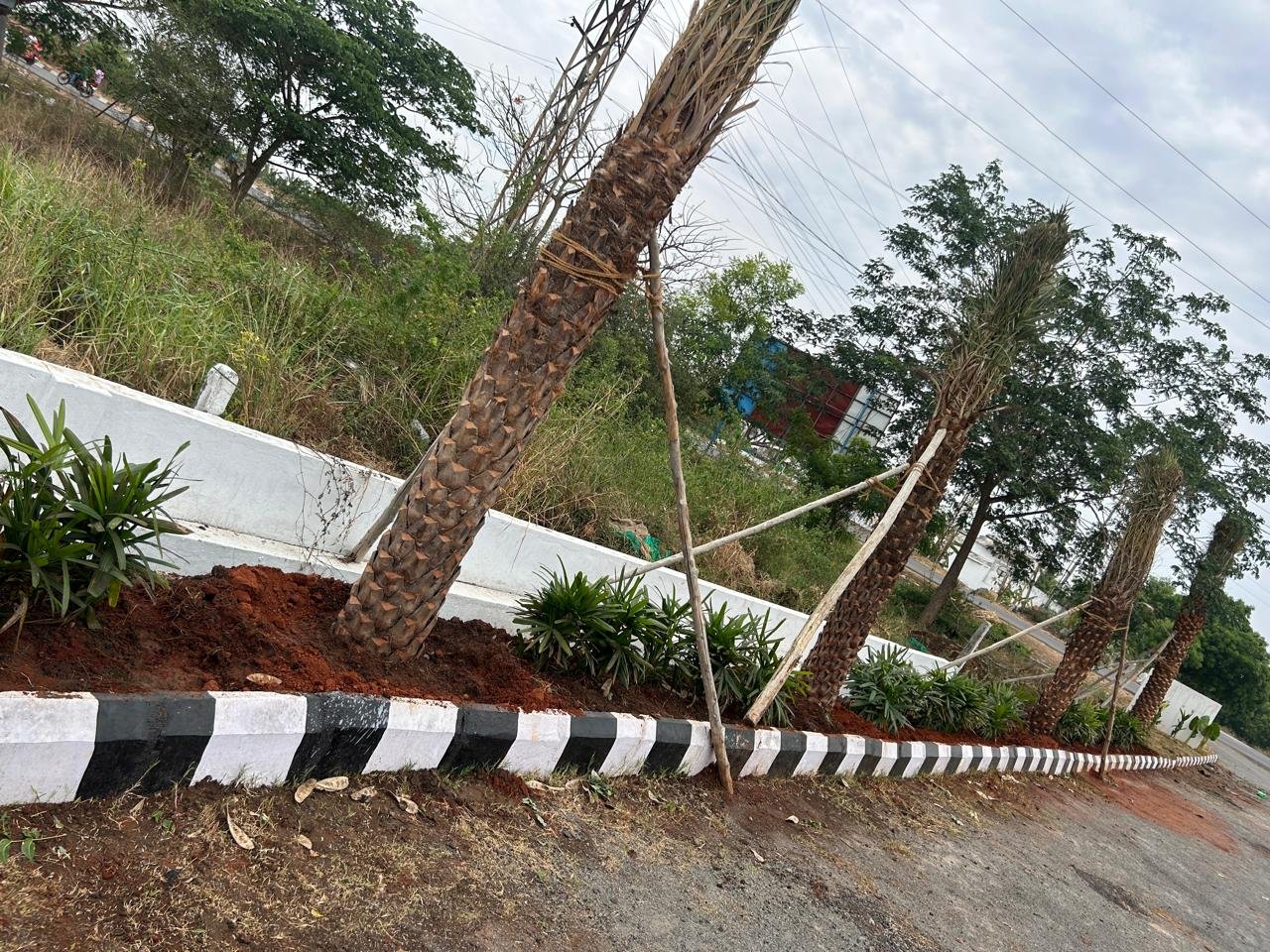 A newly planted palm avenue with structured roadside planting
