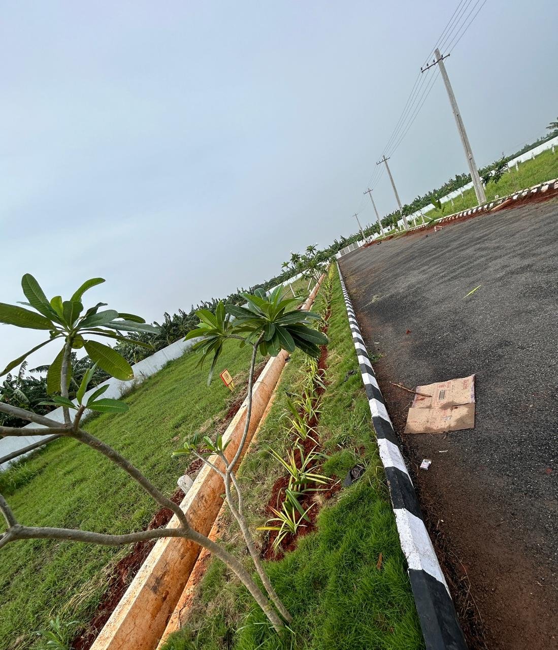 A developing roadside landscape with young trees, lawn and linear planting beds