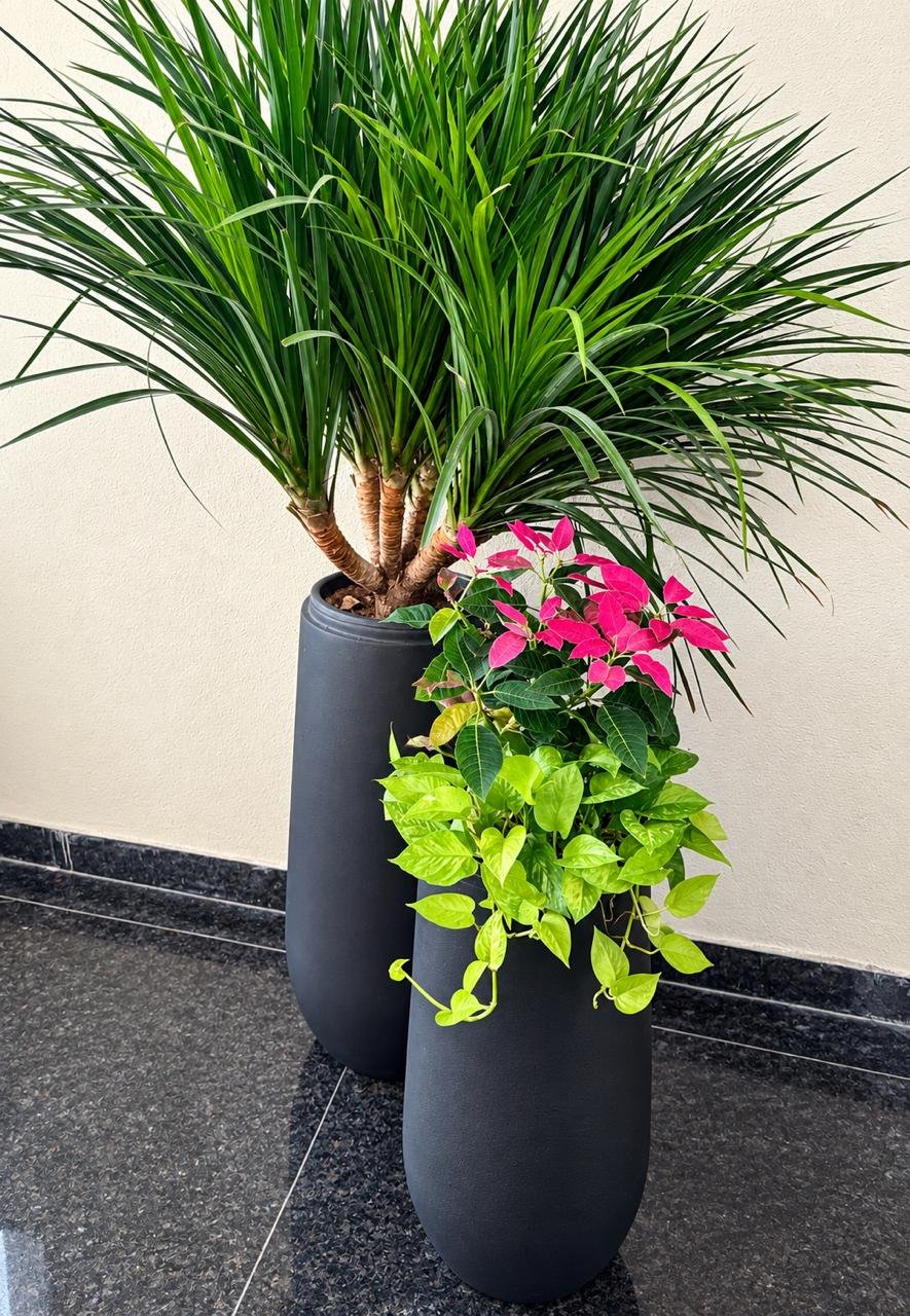 Tall black planters composed with dracaena, poinsettia and trailing foliage